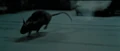 Scabbers The Rat.jpg