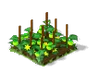 Tomato Seedling