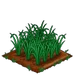 Barley 66