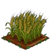 Barley extra100