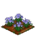 Spring Squill 100