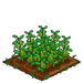 Field Bean 100