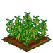 Field Bean extra100