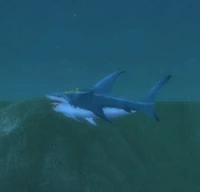 Image of Yellowfin Shark