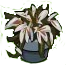 Lilies Wither-icon.png