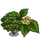 Wych Elm-icon