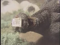 Godzillaislandstory0916