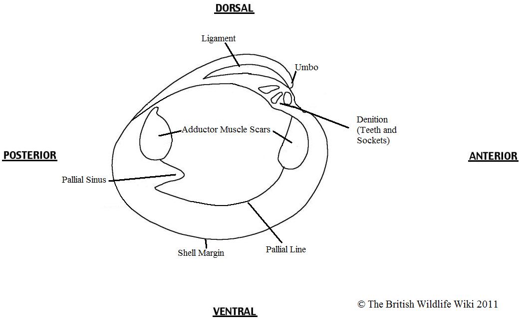 Bivalve Morphology