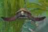 Softshell Sea Turtle