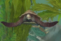 Image of Softshell Sea Turtle
