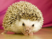 Sonic-hedgehog-ll-year-old-pet-laws-kansas