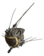 ED-EArmor
