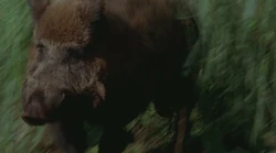 1x17-Boar.jpg