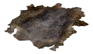 CoyoteHideProper