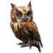 Screech Owl