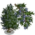 Juniper Tree-icon.png