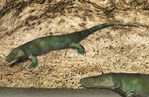 Limnoscelis