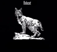 250px-Animals Bobcat Fur