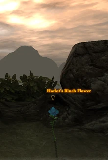 Harlot's Blush Flower