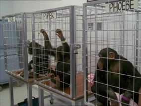 MonkeysMain