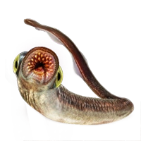 Huge item lampreyeel 01.png