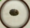 Merchant's Hat