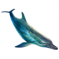 Huge item bottlenoseddolphin 01