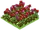 Valentine Roses