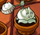 Cabbage-pult.jpg (5 KB)