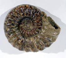 Asteroceras obtusum
