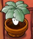 Umbrella leaf.jpg (5 KB)