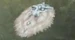 Inugami