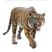 Malayan Tiger