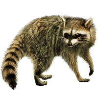 Huge item raccoon 01.png