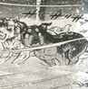 Takeshi trot