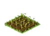 Alfalfa Seedling