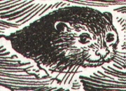 Skipper (Rakkety Tam).jpg