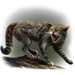 Scottish Wild Cat