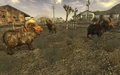 BighornSheep.jpg