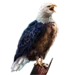 Item talon 01.png