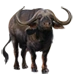 Cape Buffalo