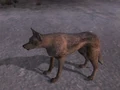 Coyotefnv.png