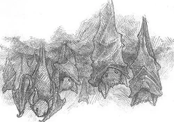 Hiposir Tribe, by Sean Rubin.jpg