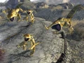 Golden geckos.jpg