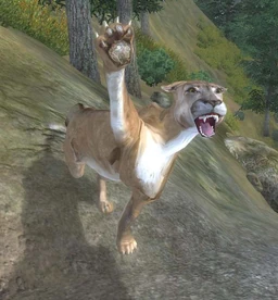 Mountain lion