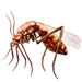 Item mosquito 01.png