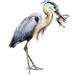 Great Blue Heron