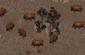FO2 Modoc-Grisham's brahmin.png