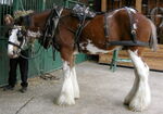 Brackenhall 021