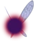 Tael